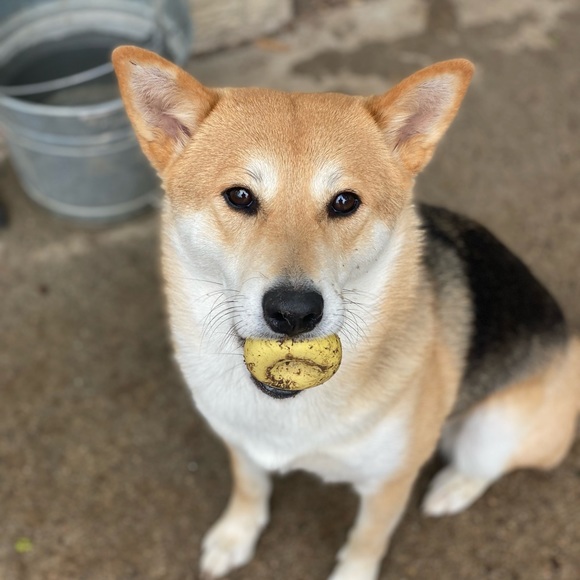 Meet your Posher, Jasmine - Picture 5 of 7